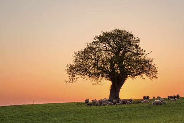 A field with a tree and a herd on the background of sunset