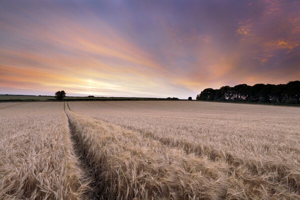 Sunset on a wide wheat field