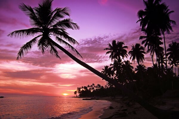 Coucher de soleil rose sur l île avec des palmiers