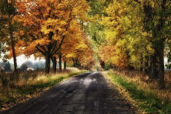 Paesaggio di Autumn road in colori vivaci