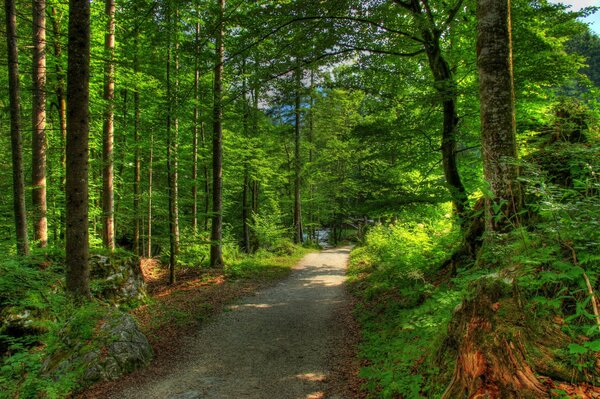 Morgenlichter auf einem Waldweg