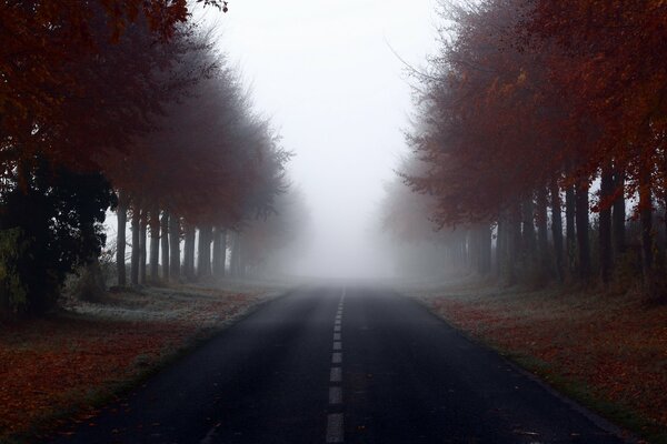 Straße im nebligen Wald