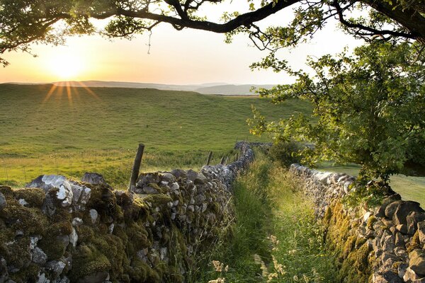 Morning landscape of a picturesque field