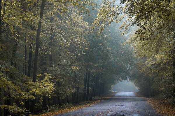 Route d or d automne