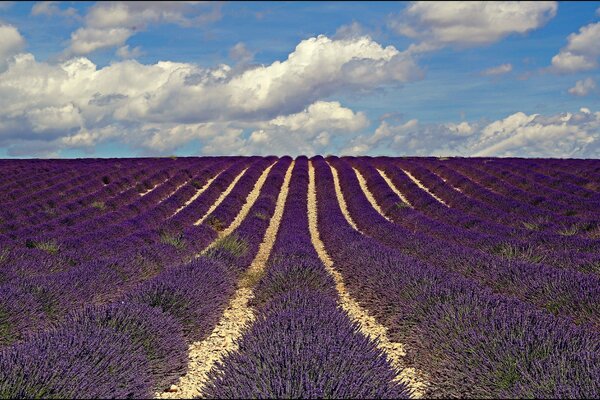 Campo di fiori di lavanda in Francia