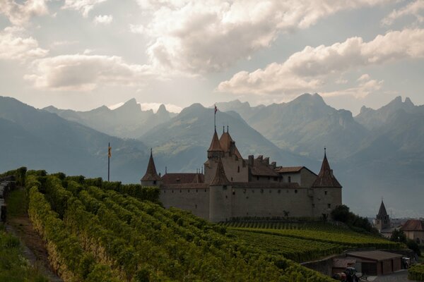 Vineyard at the old Swiss castle