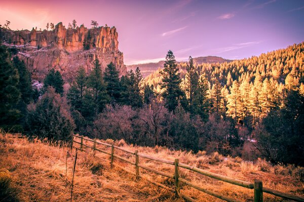 Road and forest in the mountains of the USA