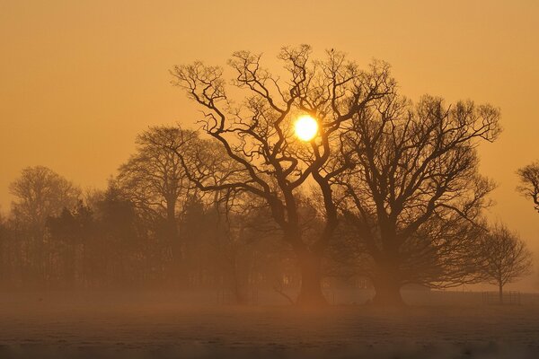 Arbres au coucher du soleil dans un champ brumeux