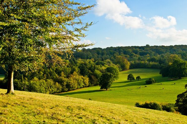 Amazing fields with lonely standing trees