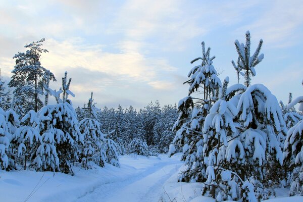 Camino en un hermoso bosque cubierto de nieve