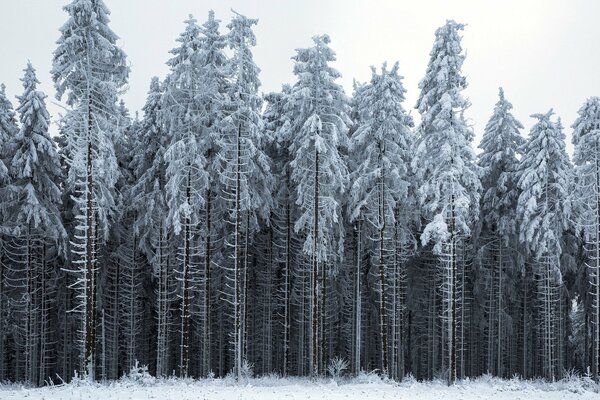 Foresta invernale grigia silenziosa