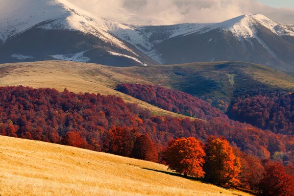 Mountain landscape with red forest