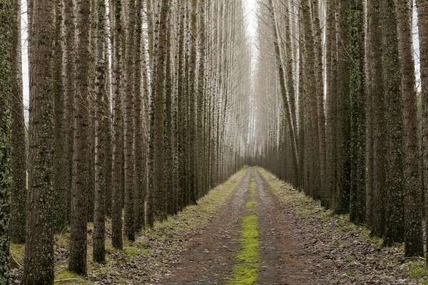 Strada tra alberi ad alto fusto