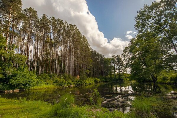 Bella natura. Verde foresta estiva, lago