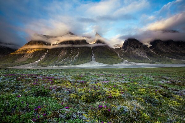 Flowers on the mountainside