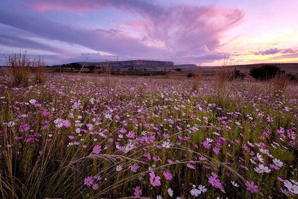 Rosafarbene Blumen bei Sonnenuntergang