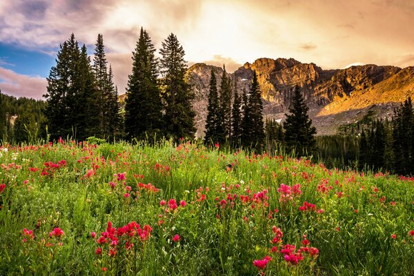 Amanecer en el fondo de un claro con flores Rosadas, bosques y montañas