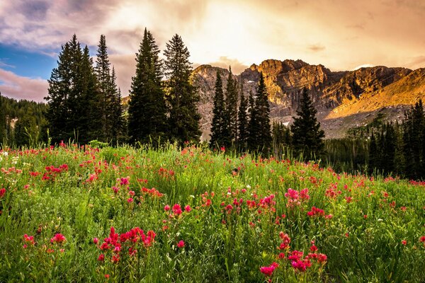 Lever du soleil sur fond de clairière avec des fleurs roses, forêt et montagnes