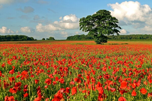 Red poppies in a valley with a lone tree