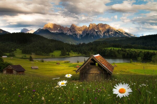 Piccola casa di legno sullo sfondo delle montagne nel campo della margherita