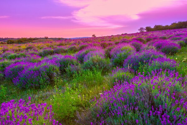 Beautiful sky and lavender field