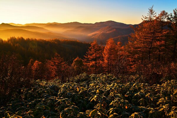 Paysage de montagnes du matin dans le brouillard baigné de soleil