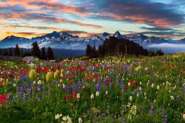 Paesaggio. Natura, giardino, tramonto e montagne