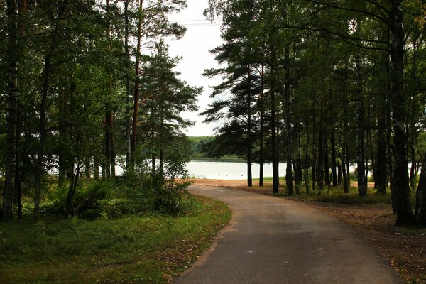 Route du lac à travers la forêt