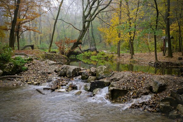 Kleiner Wasserfall zu im Herbstwald