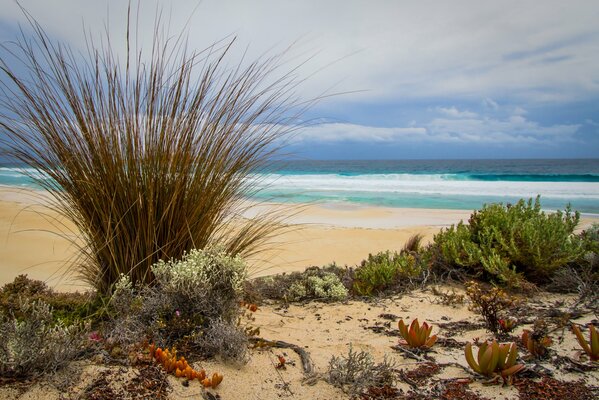The blue sea. Sandy beach. Picturesque grass