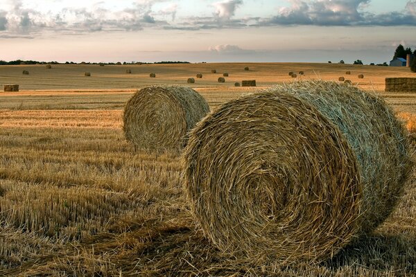 Rollos de heno en el campo después de la cosecha