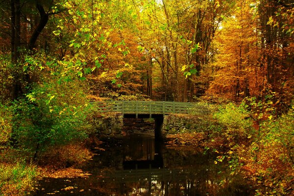 Most nad stawem w jesiennym lesie