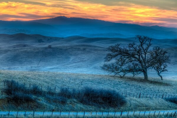 A tree in a field in the evening at sunset