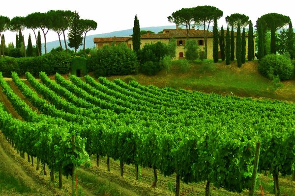 Vin d Italie province de Toscane