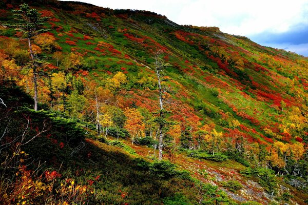 Paisaje de árboles de otoño en la montaña