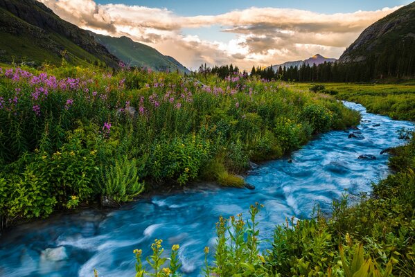 Eine Wiese in den Bergen und einem Gebirgsfluss