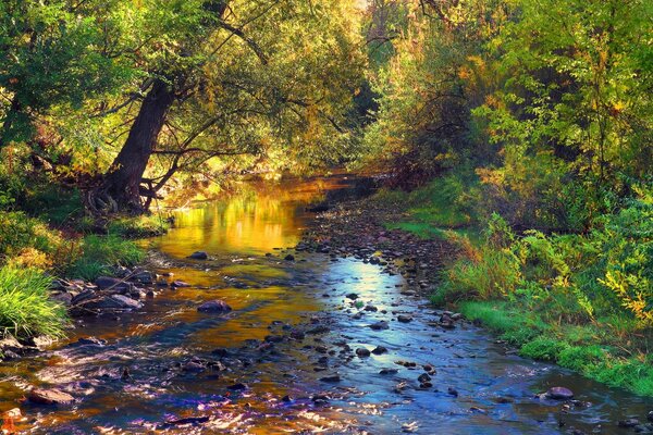 Пейзаж каменистого ручья в осеннем лесу