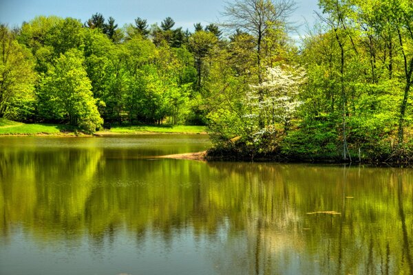 Stati Uniti. Foresta. Estate. Fiume