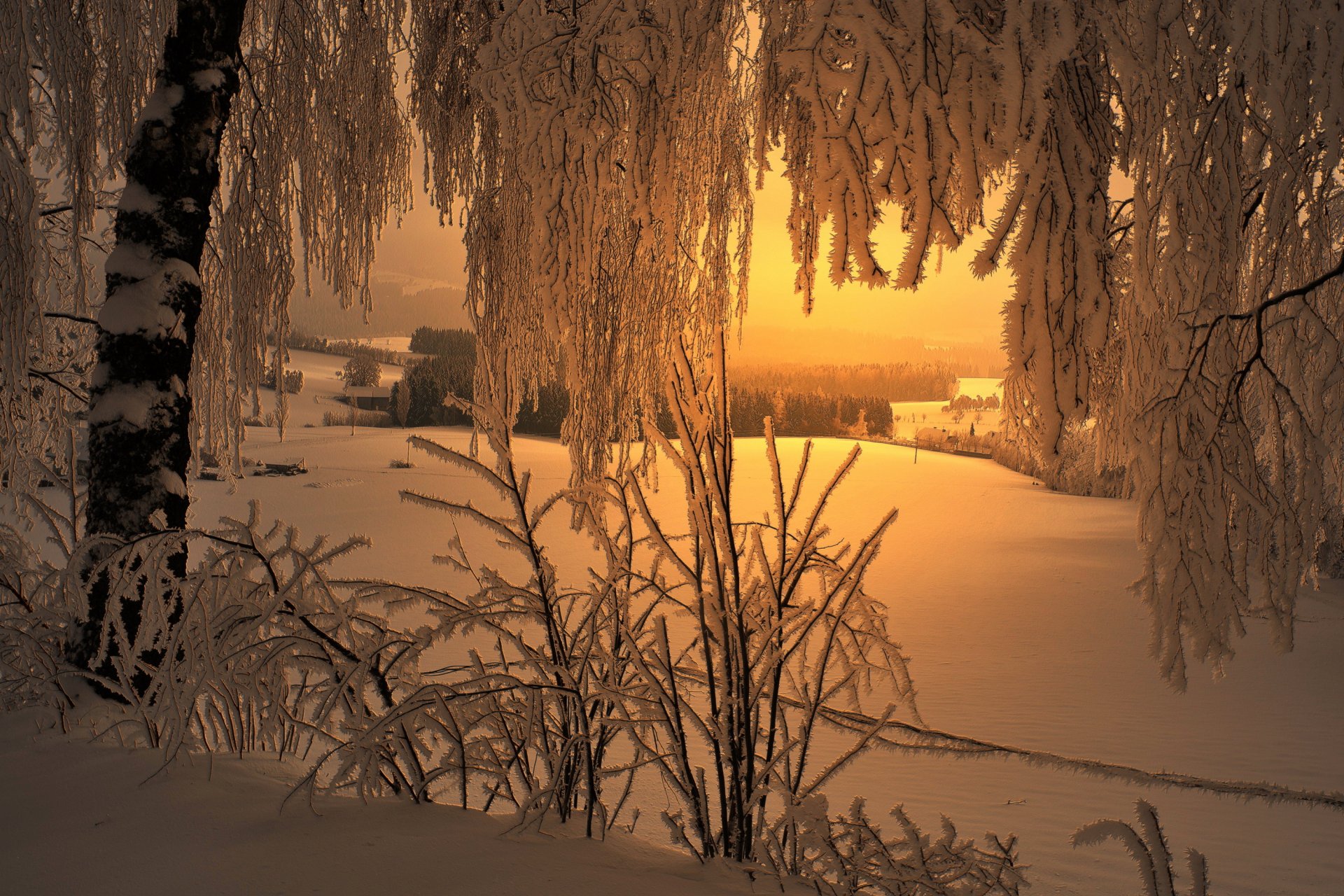 inverno neve albero rami gelo mattina gelido