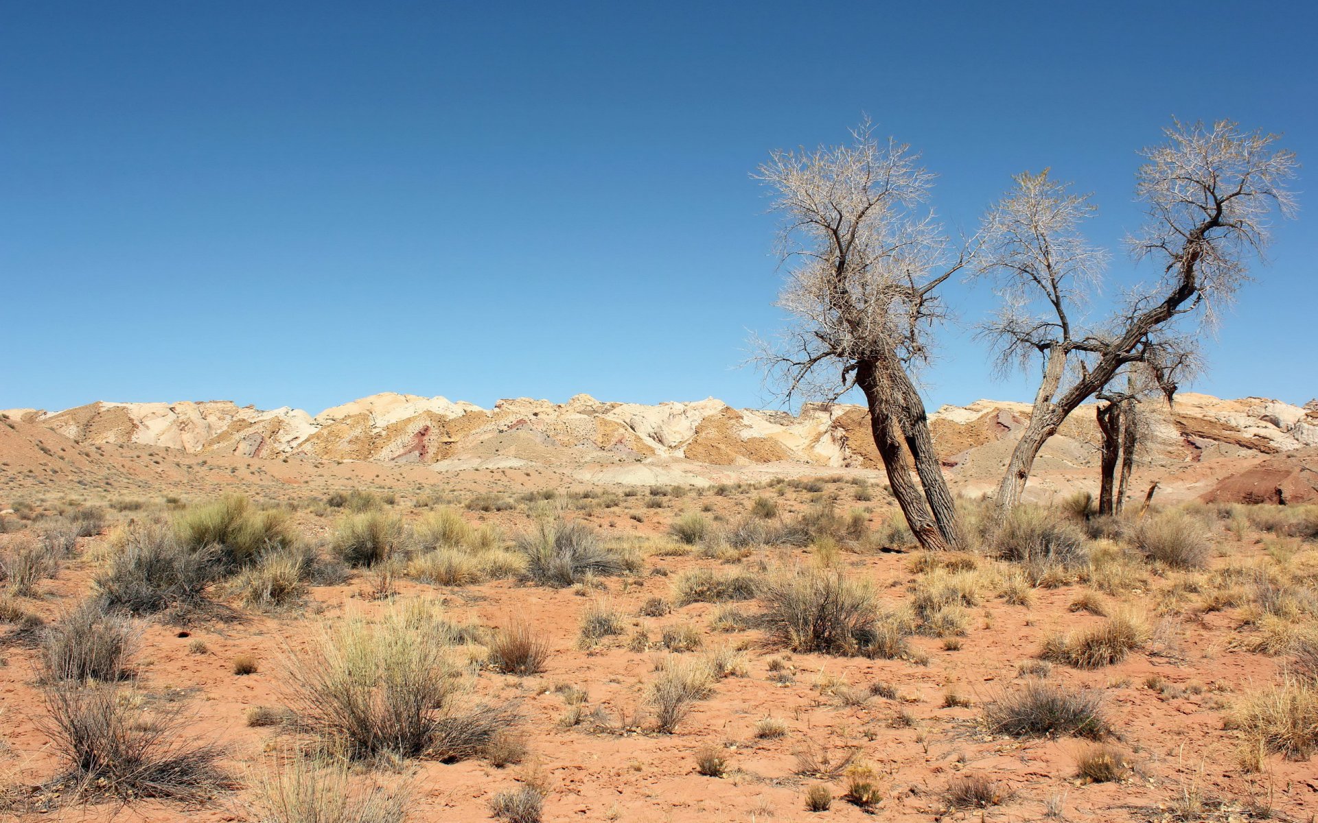 deserto alberi paesaggio