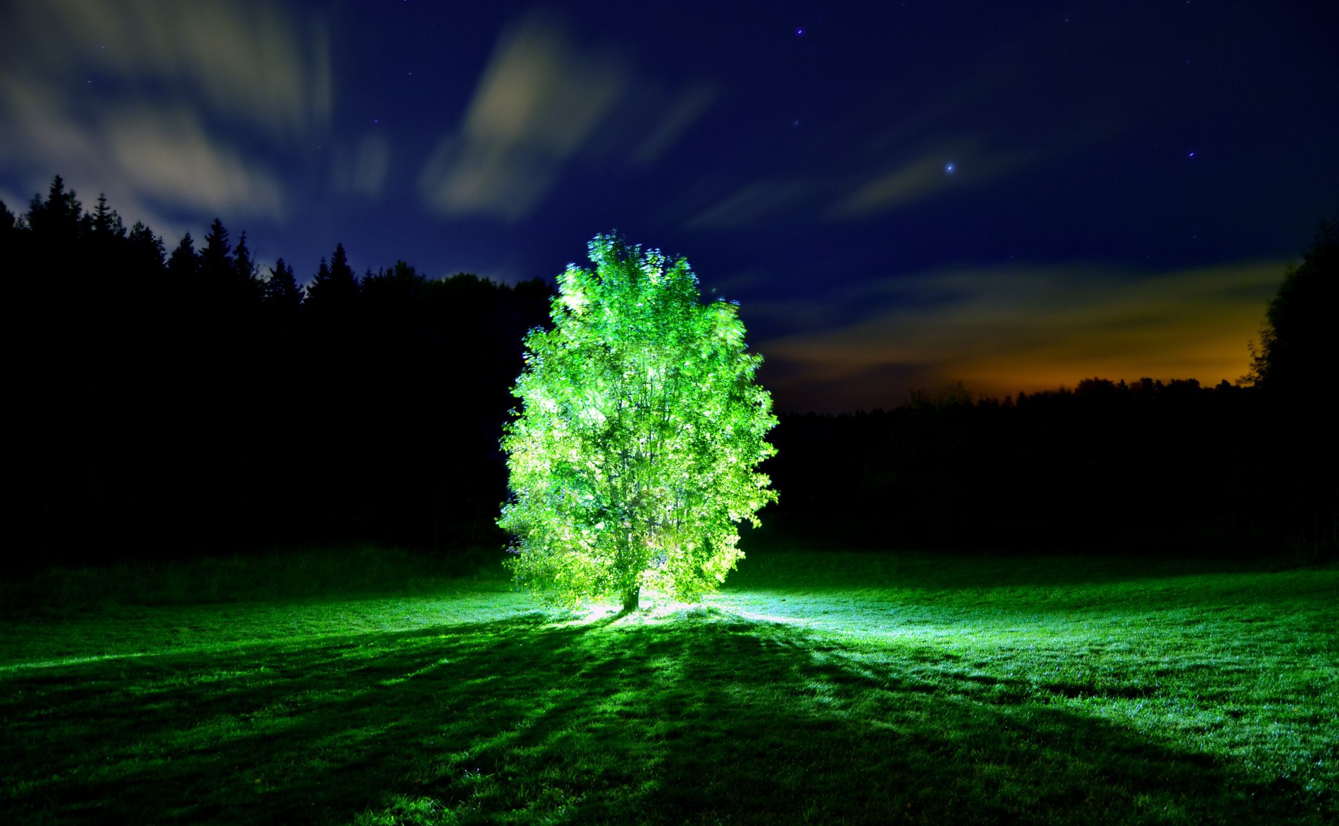 tree light glowing tree night