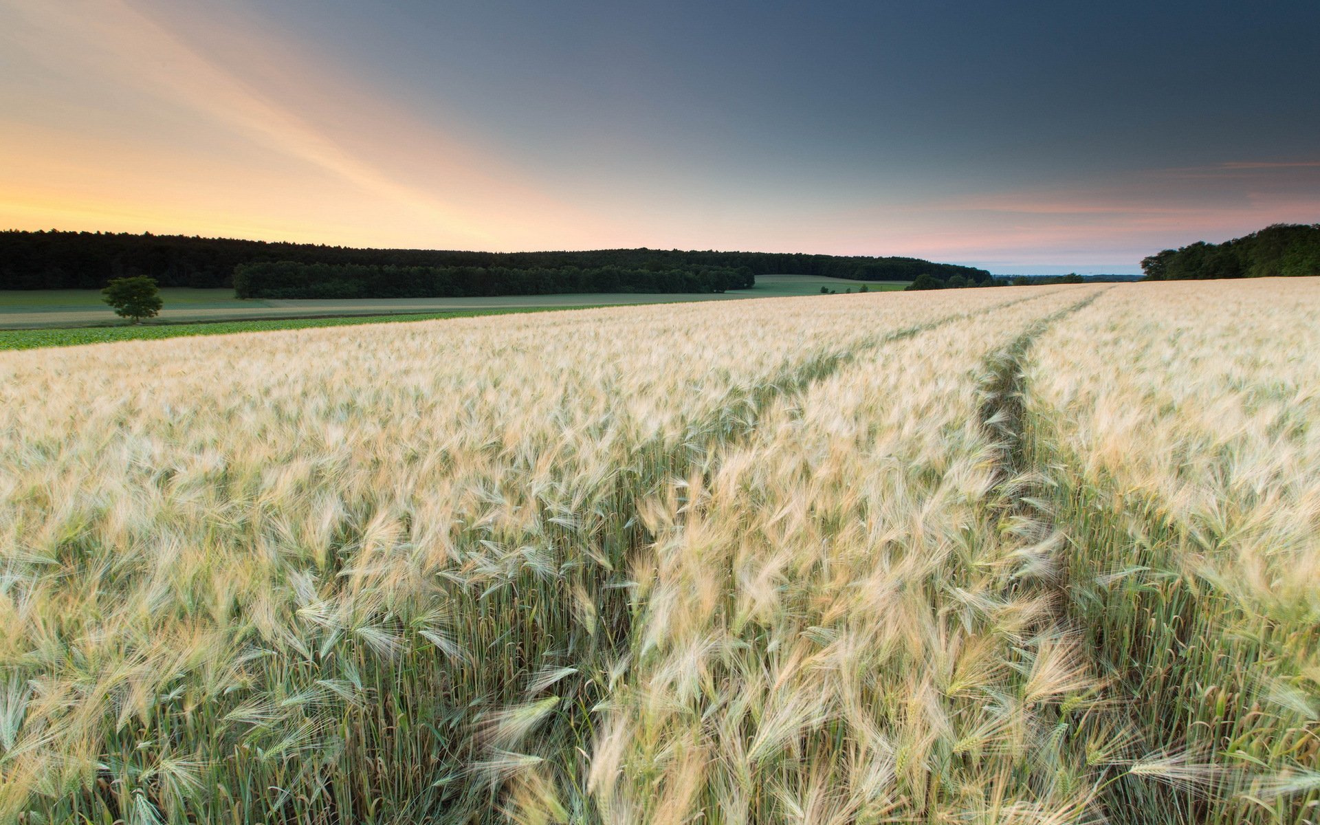 the field ears sunset landscape