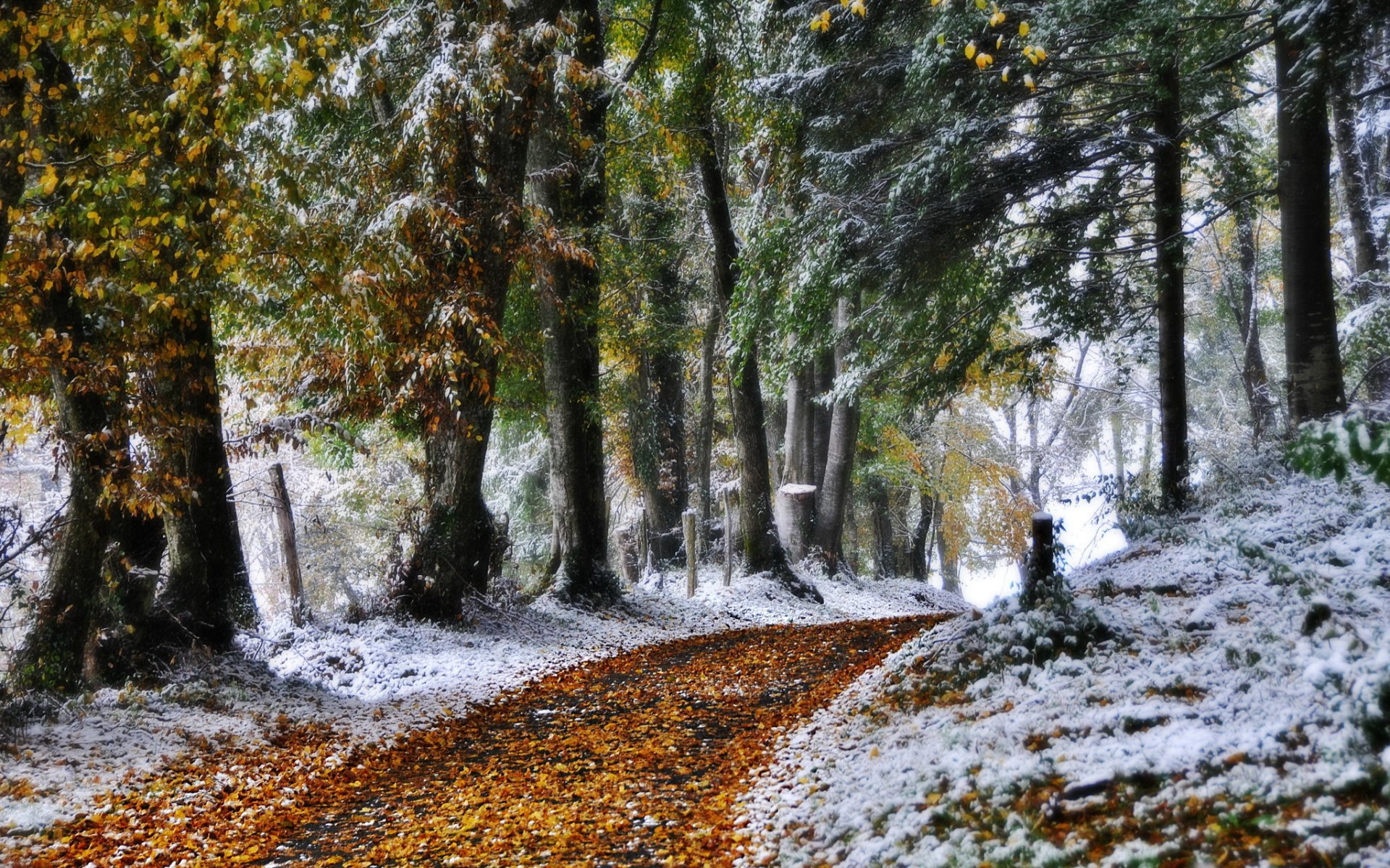 inverno strada natura foto