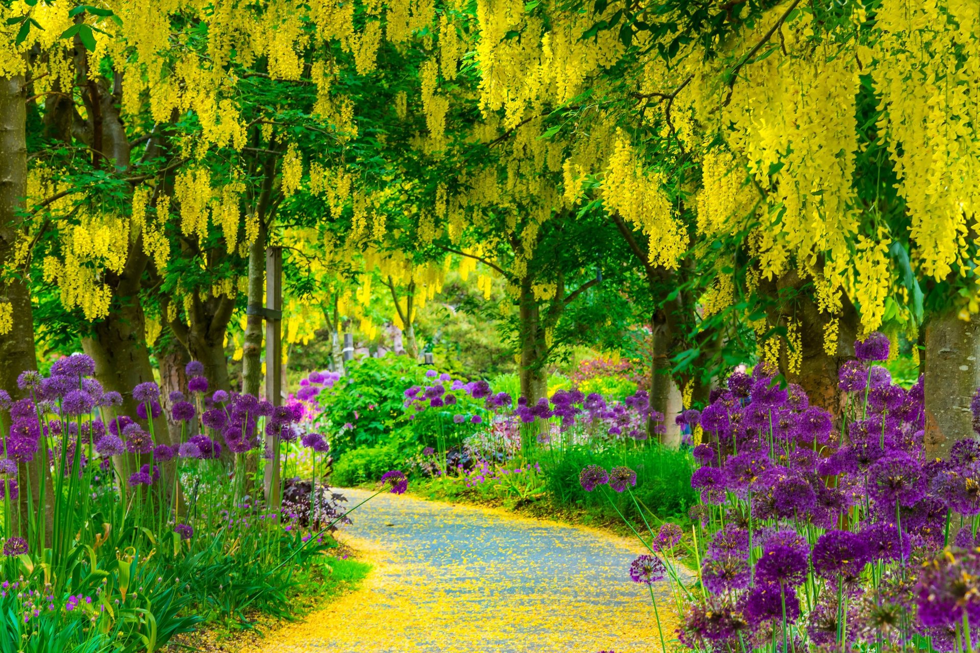 paysage route fleurs parc été arbres