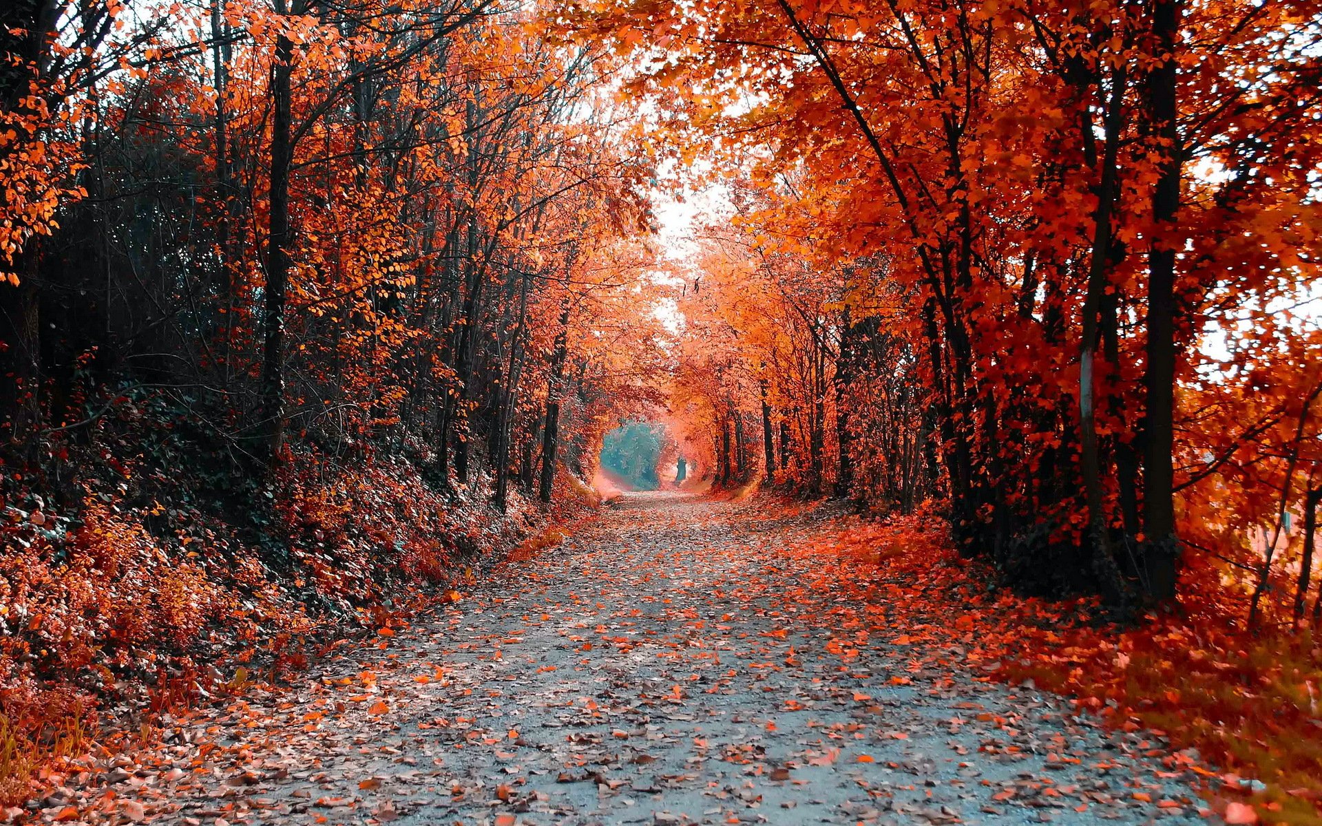 straße bäume landschaft herbst farbe