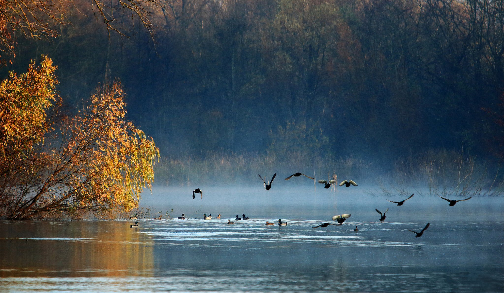 autumn forest lake birds duck