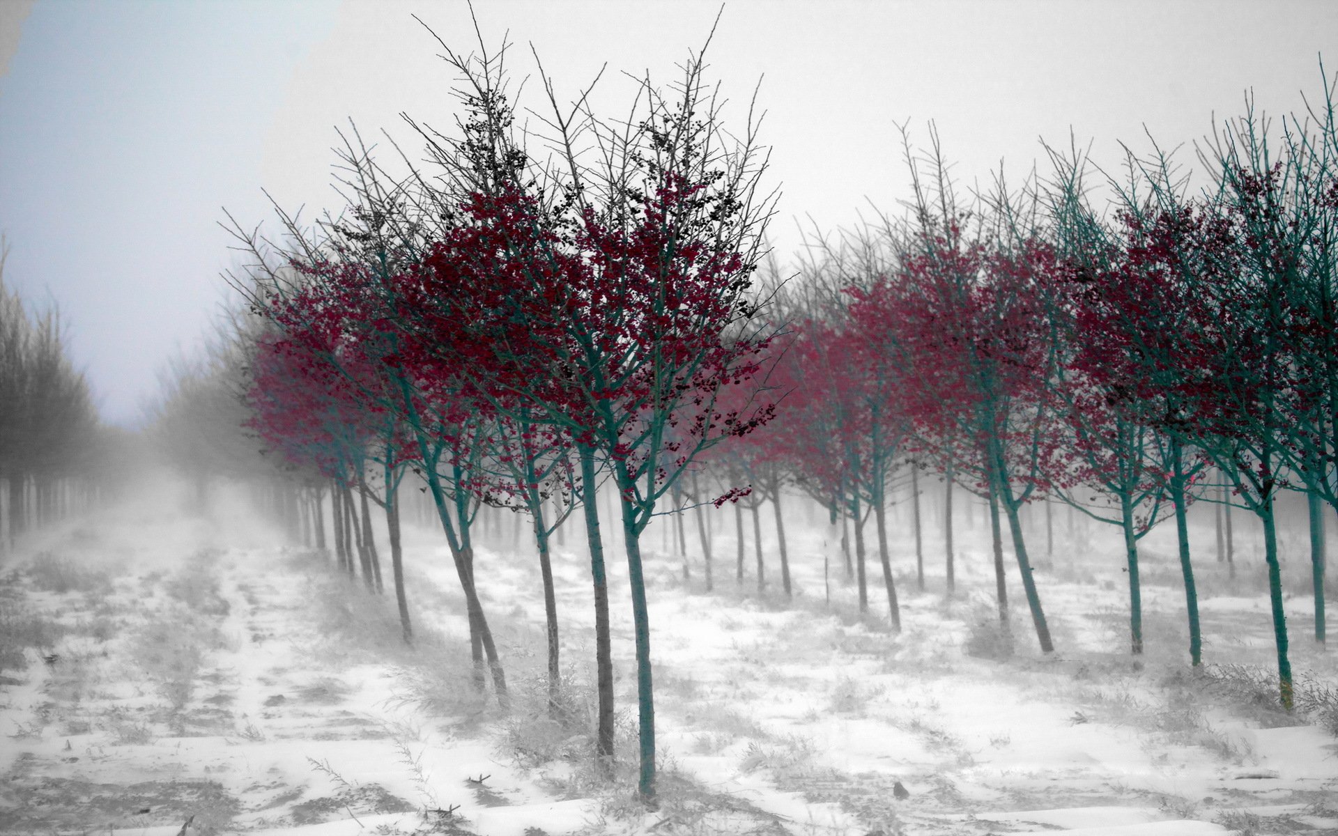 jardín árboles niebla paisaje