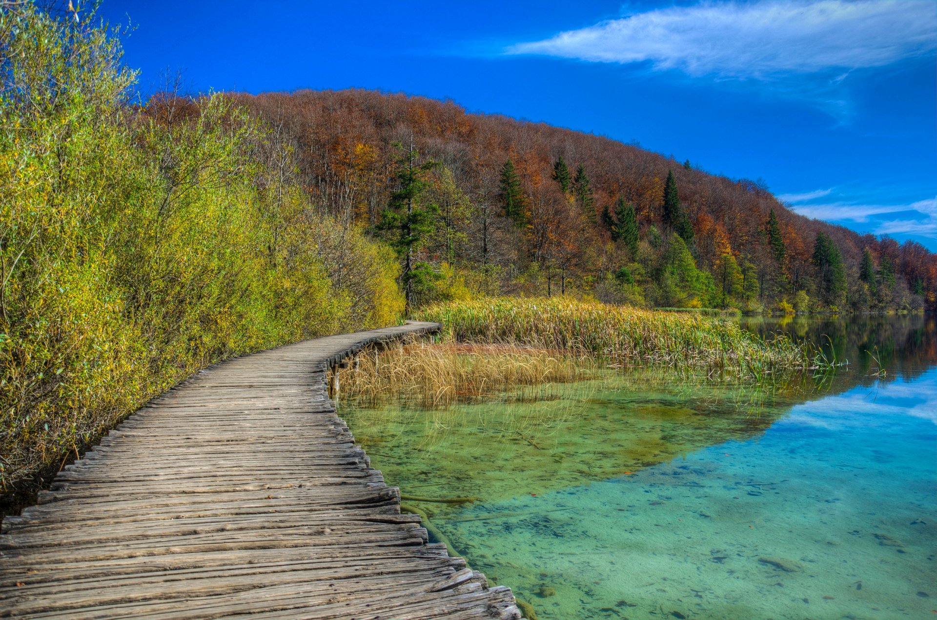 cielo bosque árboles pendiente lago gato otoño camino