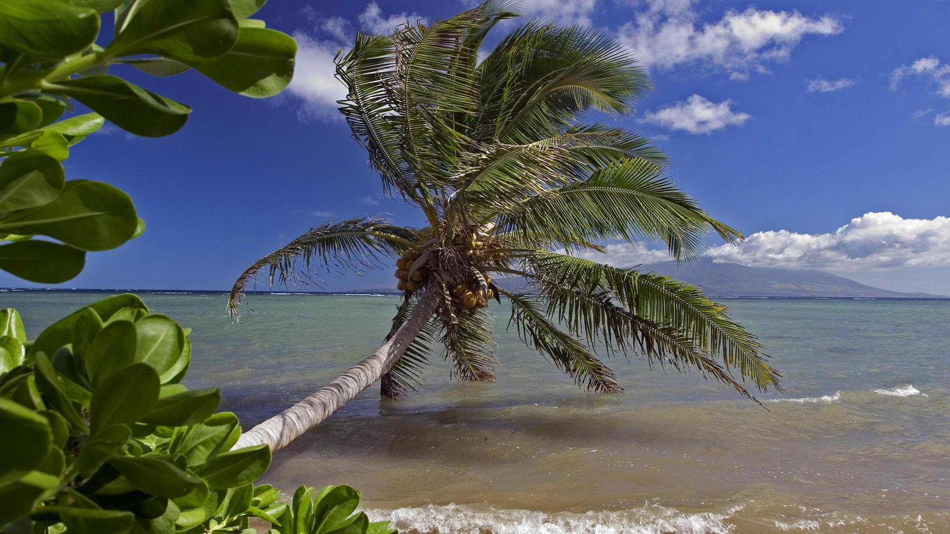 mer palmier verrier plage feuilles vagues ciel