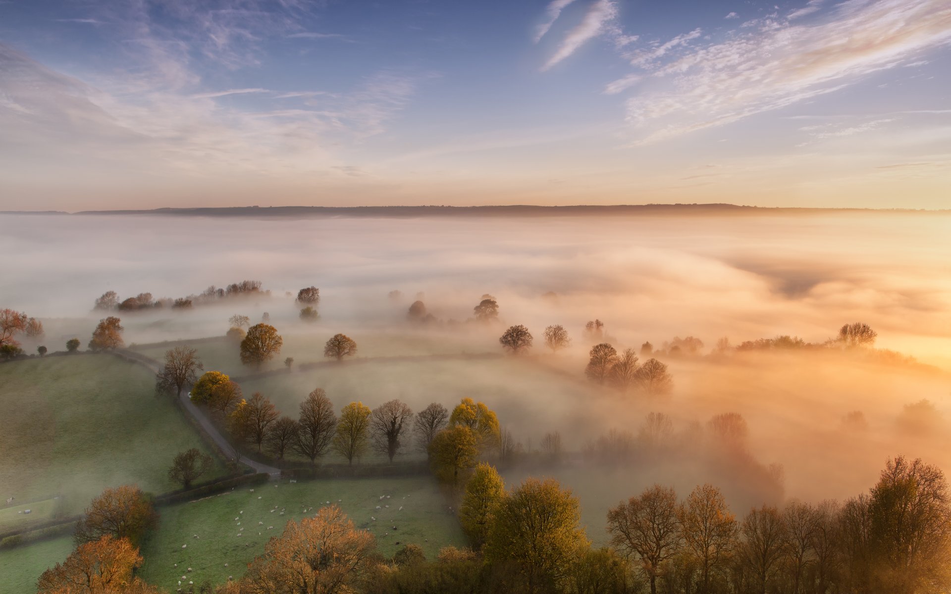 mattina foschia nebbia alberi campi